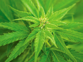 Should You Be Smoking Marijuana To Treat Your Glaucoma?